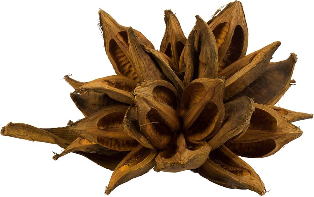 Vickerman 12" to 16" Aspen Gold Star Pod Extra Large - 1 Piece - Real Preserved Pod Decor for Hom... | Amazon (US)