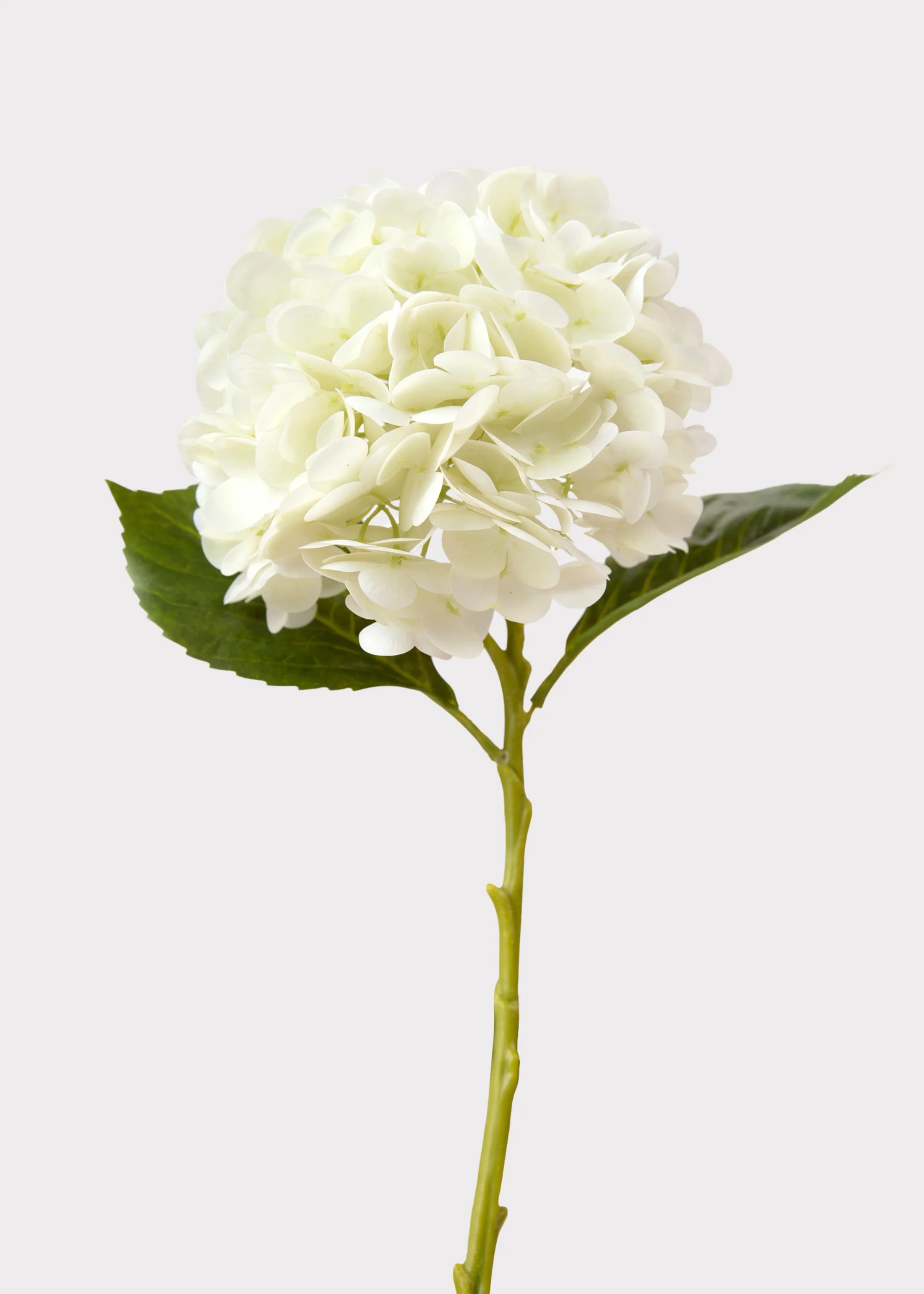 Faux Hydrangea in Cream White | Real Touch Flowers | Afloral | Afloral