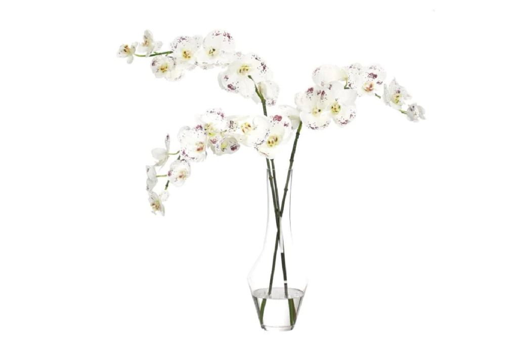 WHITE ORCHID PHALAENOPSIS | Alice Lane Home Collection