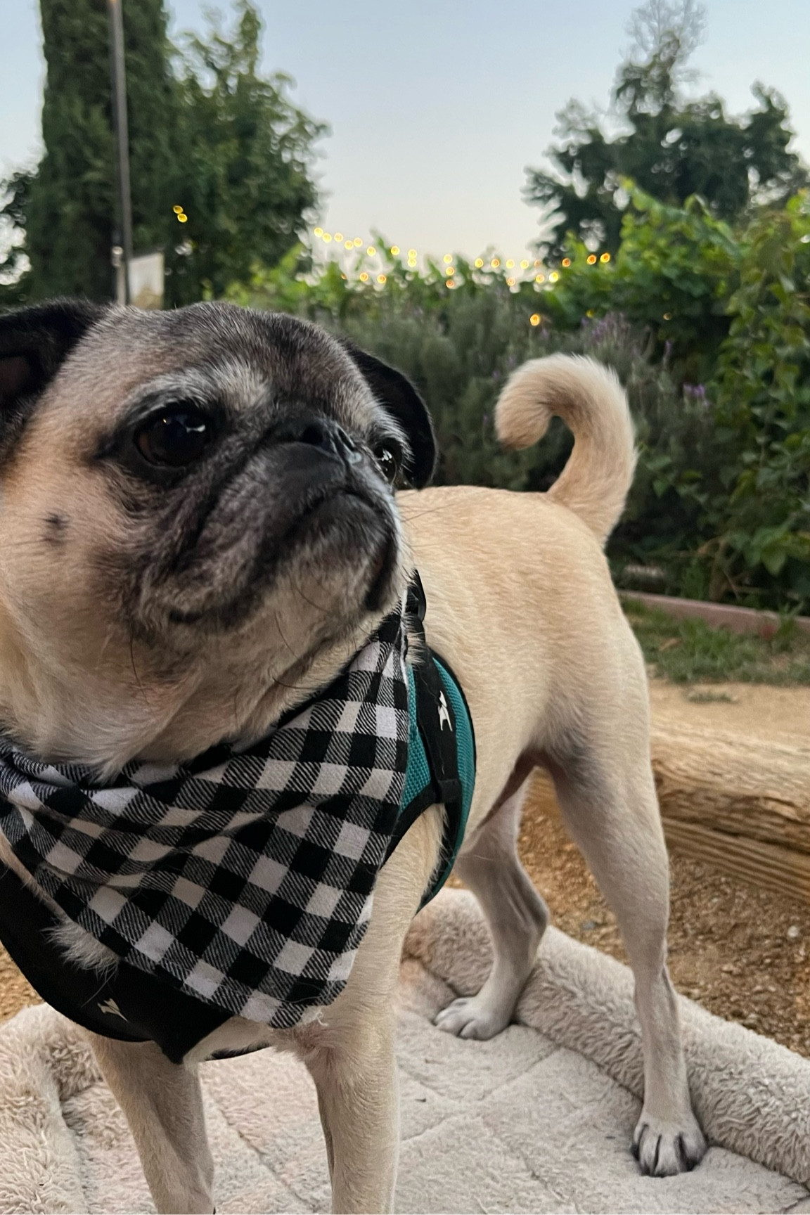 We love to take Guppy everywhere we go and everyone always compliments his bandanas! 🐾  I like to bring a portable bed for him so he can lay down and he knows that’s his spot to lay on! I don’t think it’s made for outdoors but it works! 😂

#LTKtravel #LTKGiftGuide #LTKfamily