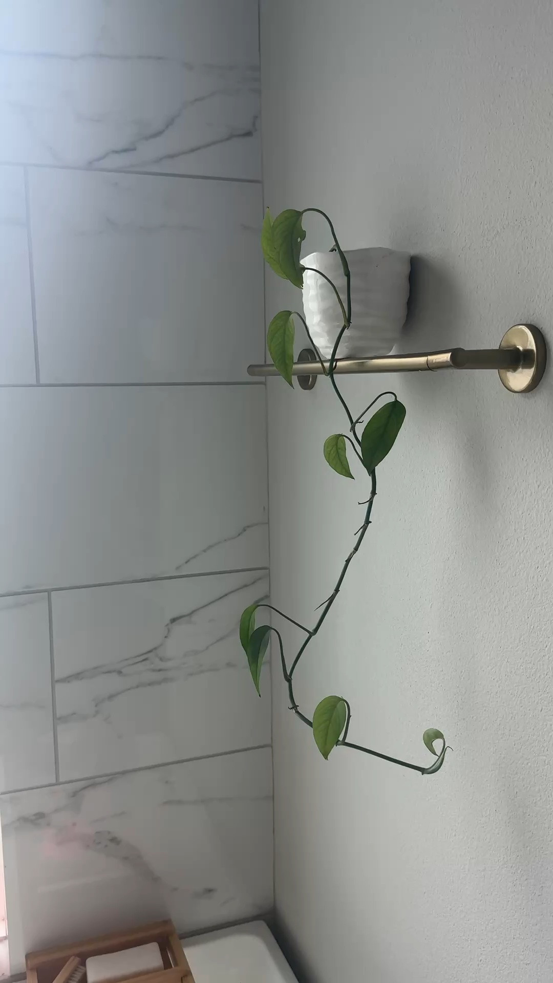 Growing my indoor plant collection one leaf at a time 🌿✨ Minimalist home decor, plant lover essentials, indoor plants, pothos plant, bathroom decor, modern home styling, cozy home aesthetic, wellness lifestyle. #PlantDecor #IndoorPlants #HomeDecorFinds #MinimalistHome #PlantMom #CozyHome #ModernDecor

#LTKHome #LTKU #LTKselfcare