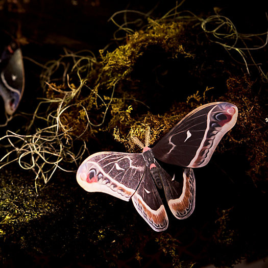 Paper Moths, Set of 3 | Terrain