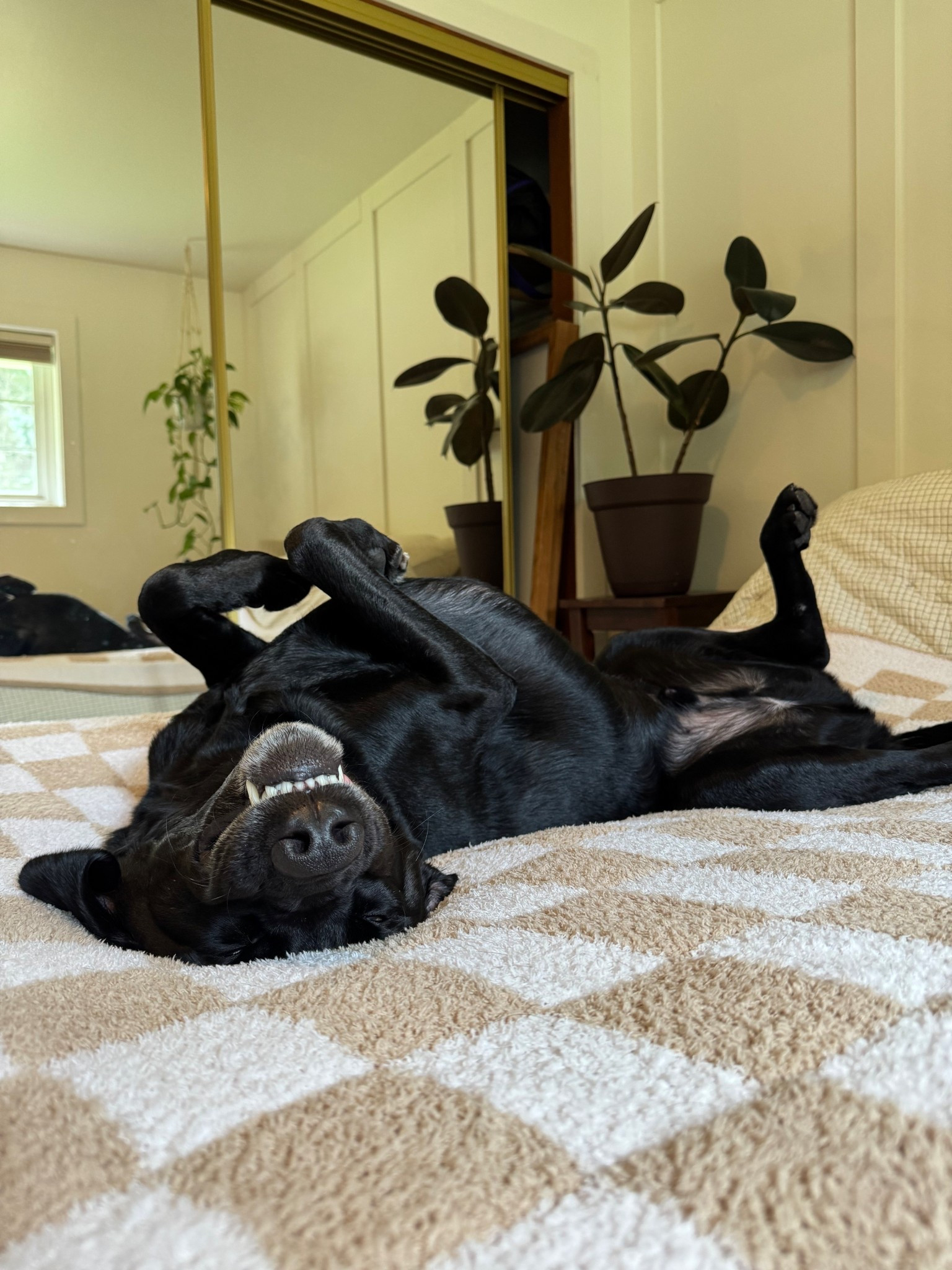 My most aesthetic (and cozy) blanket is on a spring sale today! *warning - may cause your pets joy 😘*

#LTKHome #LTKSaleAlert #LTKU