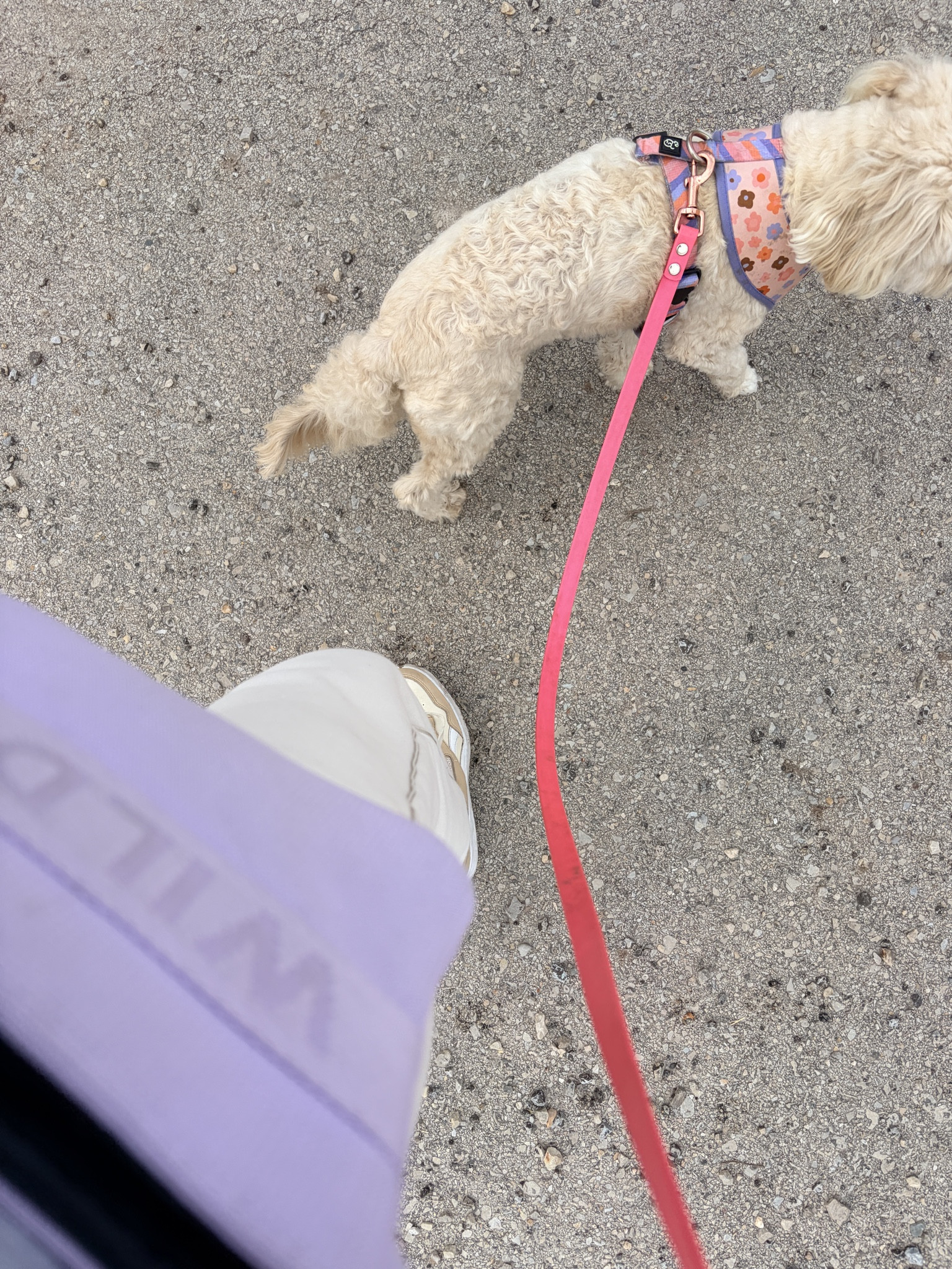 Dog walking gear 🐾🪻

#LTKselfcare #LTKdayinmylife #LTKfitnessgoals