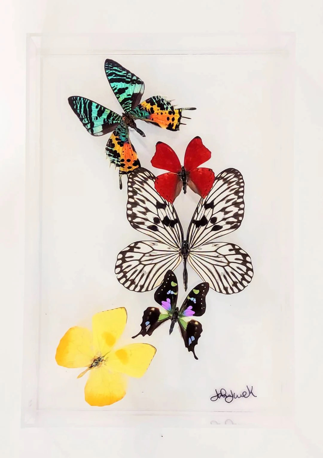 Butterfly Display, Framed Butterflies, Mounted Butterflies, Butterfly Art, Real Butterfly Artwork... | Etsy (US)