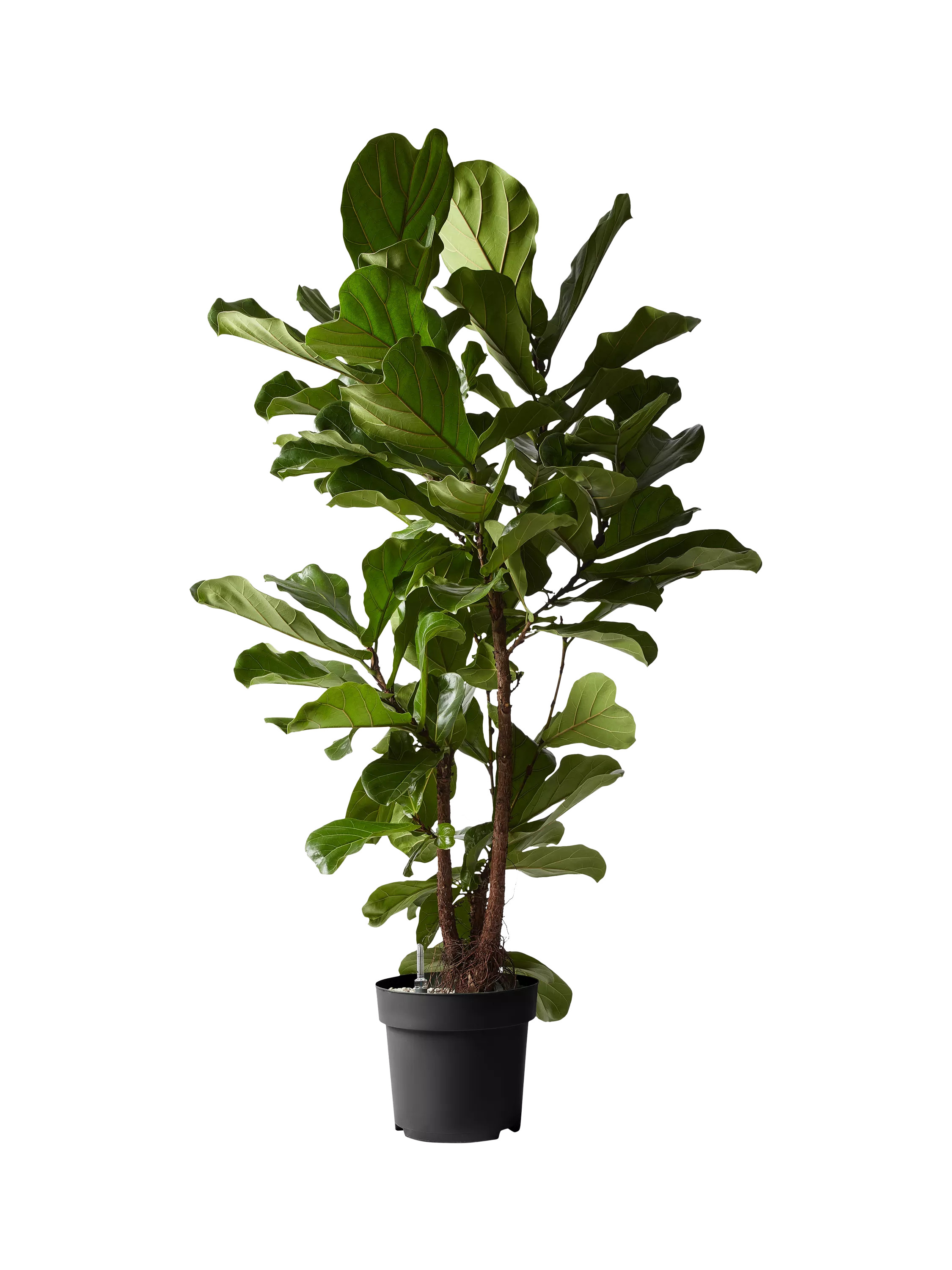 Plant Drop Large Branched Fig Tree | John Lewis (UK)