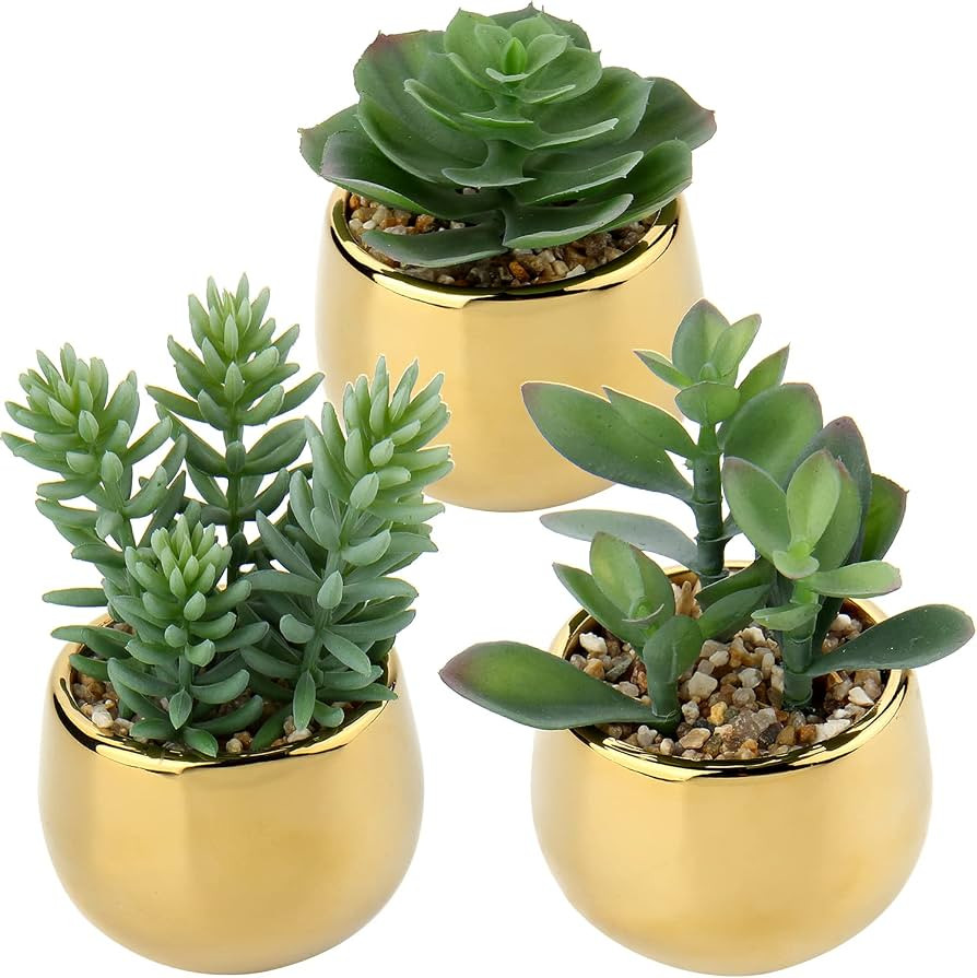 Succulent | Amazon (US)