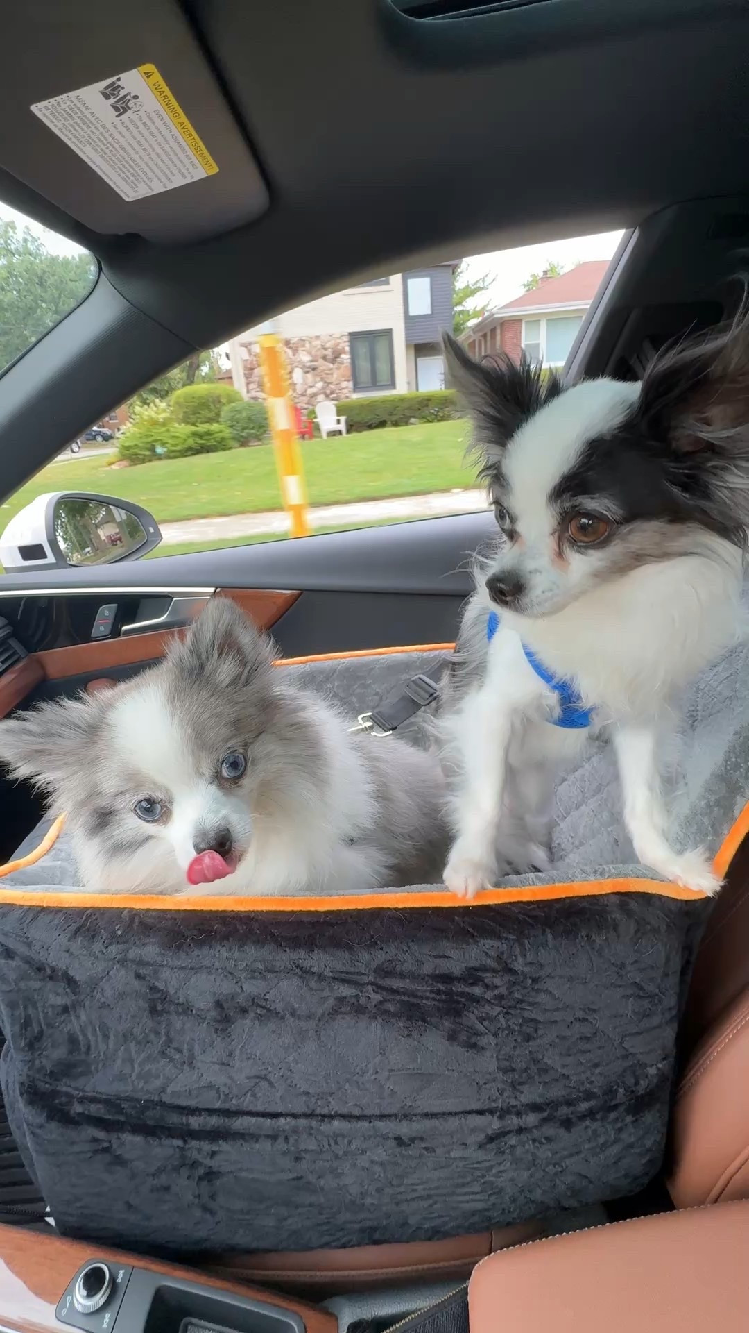 It’s Chico’s 8th birthday today! We are OTW to get him a pup cup 😋 they love their car seat and riding shot gun 🚗 

Sharing some of my favorite dog products and treats!

#LTKPets #LTKTravel #LTKFindsUnder50