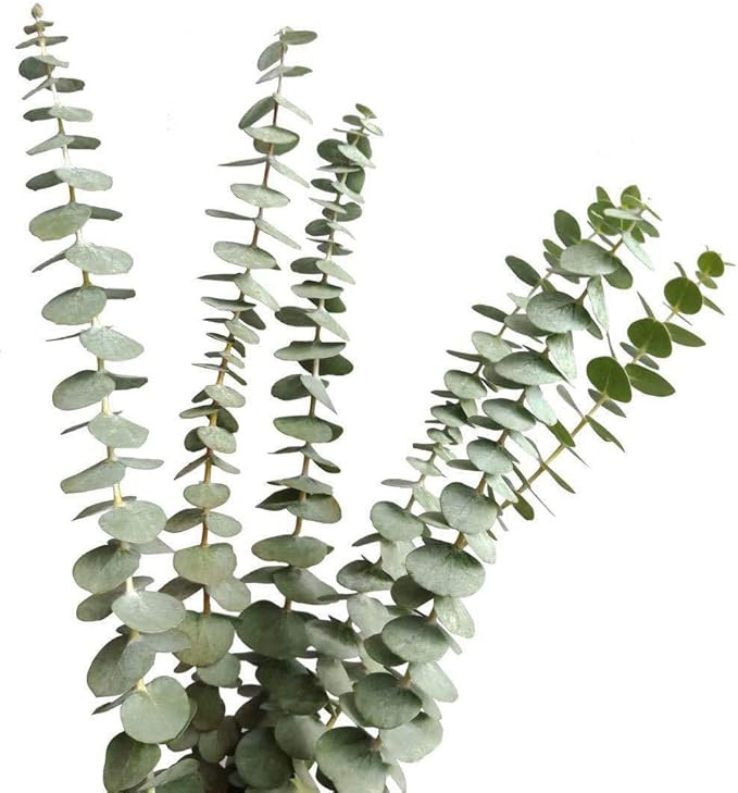 Beau Jour Dried Real Eucalyptus Branches 12 Stems, Natural Eucalyptus Leaves for Arrangement Wedd... | Amazon (US)