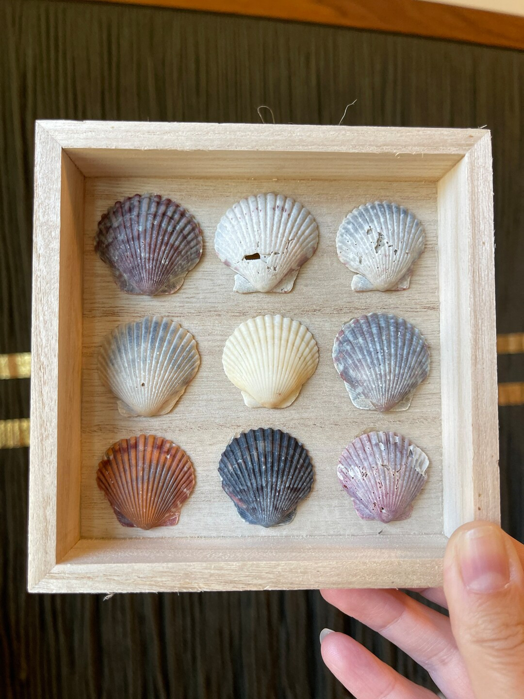 Seashell Shadow Box Natural Seashell Home Decor - Etsy | Etsy (US)
