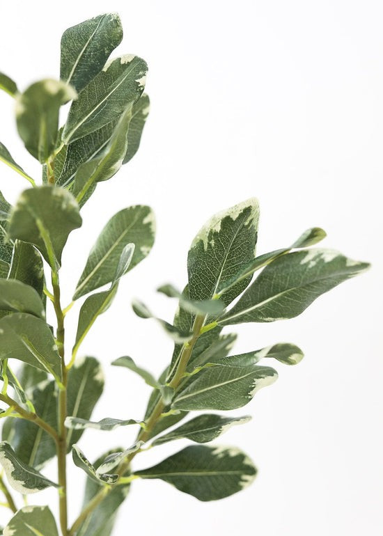 Faux Pittosporum Leaf Branch - 30.5 | Afloral (US)