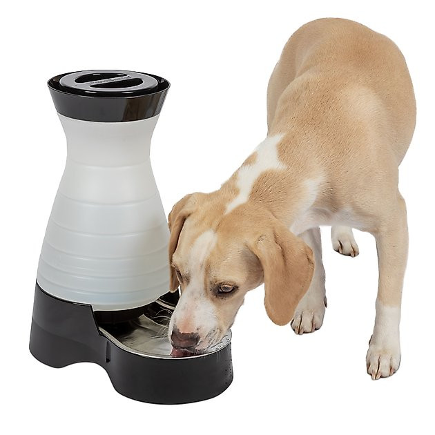 PetSafe Healthy Gravity Refill Dog & Cat Waterer | Chewy.com