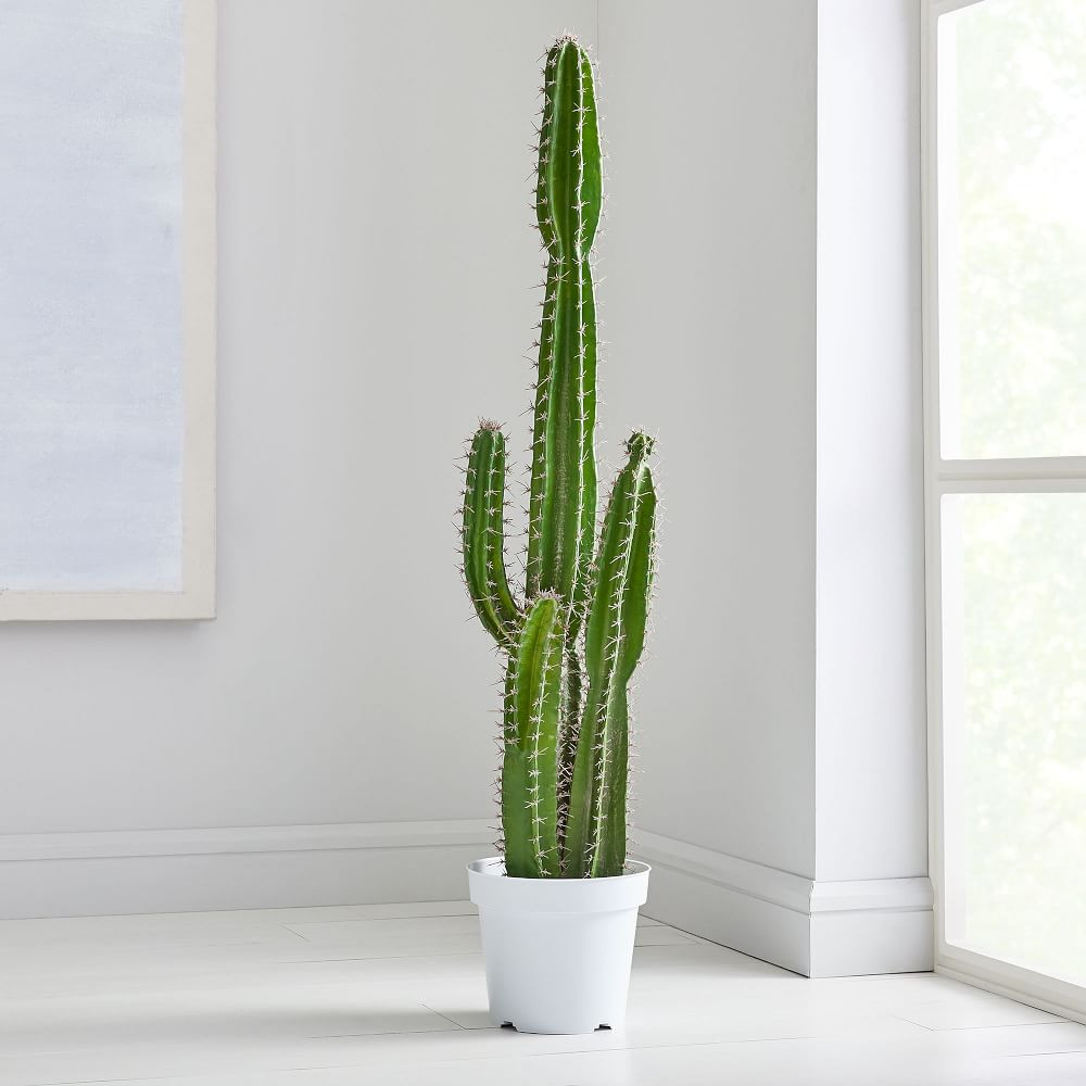 Faux Botanicals, Potted Cactus | West Elm (US)