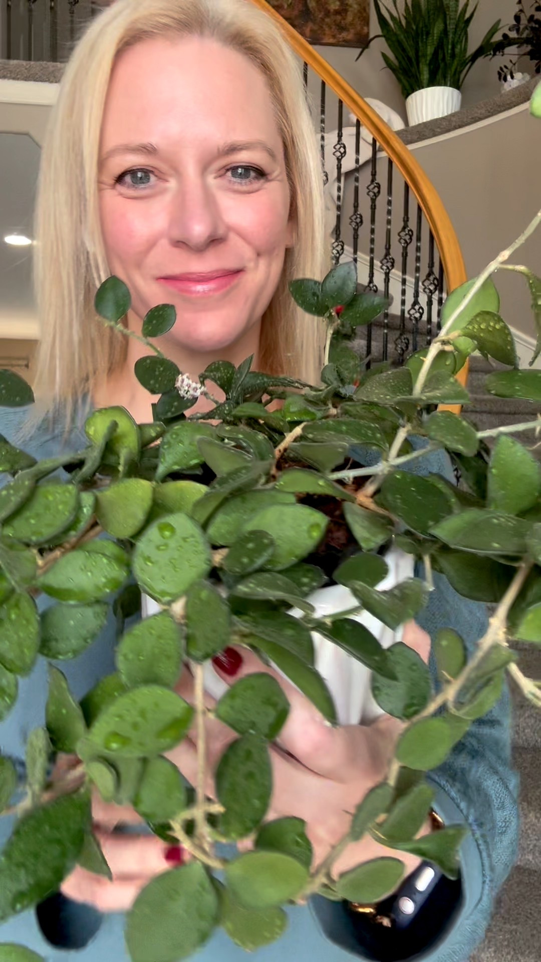 My #hoyanummularioides has popped a few flowers recently. Not as many as it usually blooms, but something is better than nothing. These blooms smell lovely up close, but they make a room smell stinky from far away. In my opinion. 

This particular #hoya is a seasonal bloomer. To encourage blooming, it thrives with cool nighttime temperatures, which help trigger its tiny peduncles to mature and extend, eventually producing flowers. What I find fascinating about this Hoya is that nearly every node develops a peduncle, and its leaves have a wonderfully soft, velvety texture that adds to its charm.

Liz’s personal care experience only…every environment is different:
🪴Light: under grow lights 
🪴Water: when dry
🪴Avg Temp last 30 days: 68F
🪴Relative Humidity last 30 days: 44%
🪴Fussy: not for me
🪴Rate of growth: medium 
🪴Rareness: not commonly found in stores, but in a lot of private collections.
🪴Potting Mix: coco husks
🪴Fertilizer: I apply a nutrient-rich fertilizer tailored for Hoyas approximately every other watering when the plant isn’t dormant. It’s packed with essential macro and micronutrients, it’s the best I’ve found for hoyas!
🪴Rooting Method: in my custom coco coir mix
🪴Time In My Care: 4 years 
🌸Age until 1st bloom: 2 years
🪴Would Liz recommend this one: yes

#LTKHome