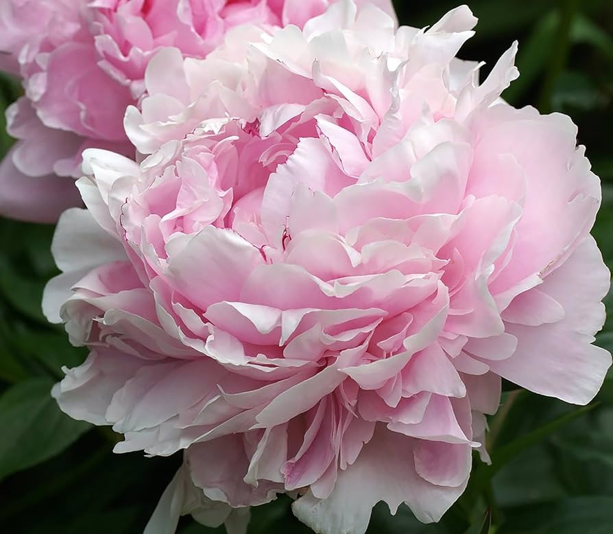 Sarah Bernhardt Double Pink Peony - Bare Root | Premium Peony Bulbs & Live Plants for Planting | Amazon (US)