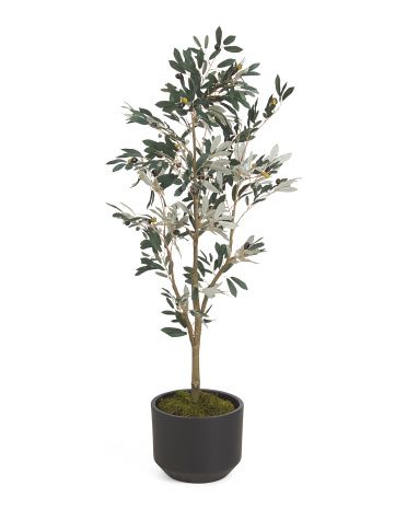 5ft Olive Tree In Matte Pot | TJ Maxx