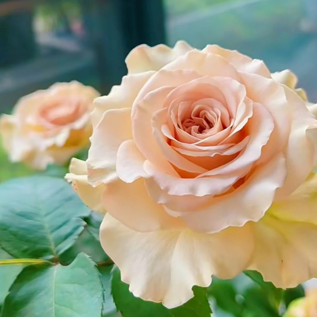 Rose Alles 光之翼 第九天使 - Etsy | Etsy (US)