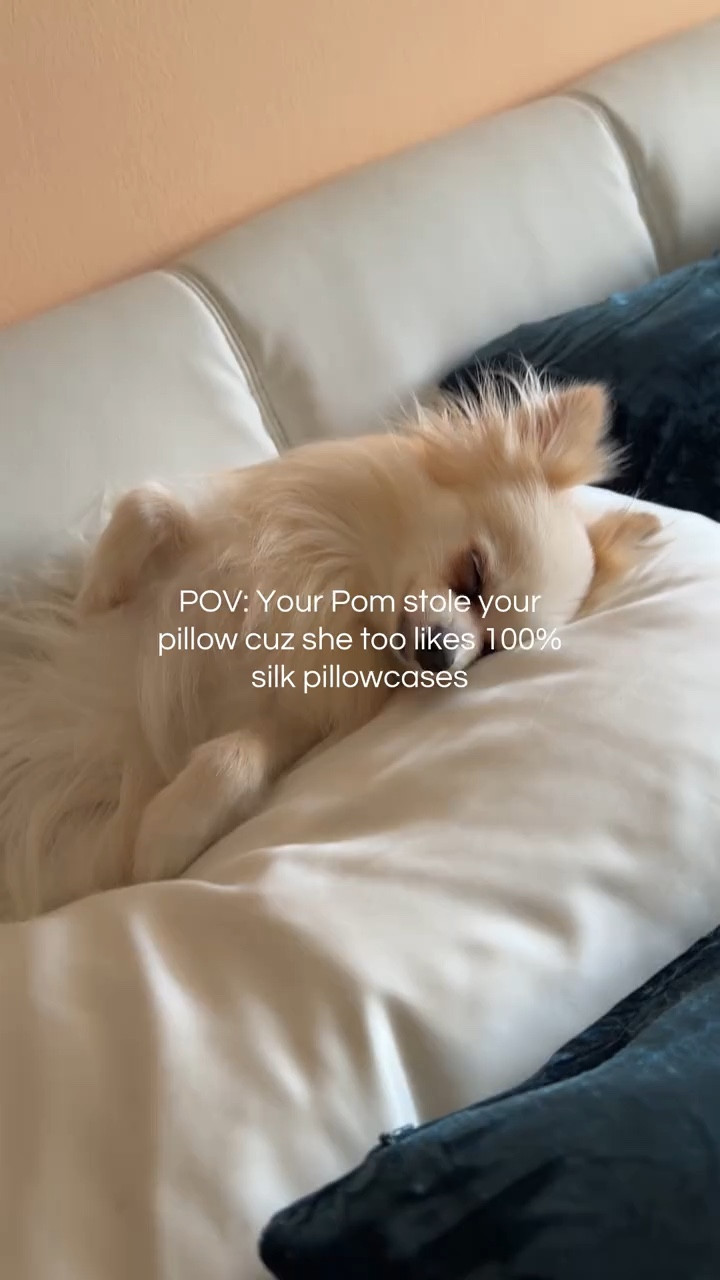 Champagne Wishes & Pomeranian Dreams.🐾😴🐕 

#LTKHome #LTKdayinmylife