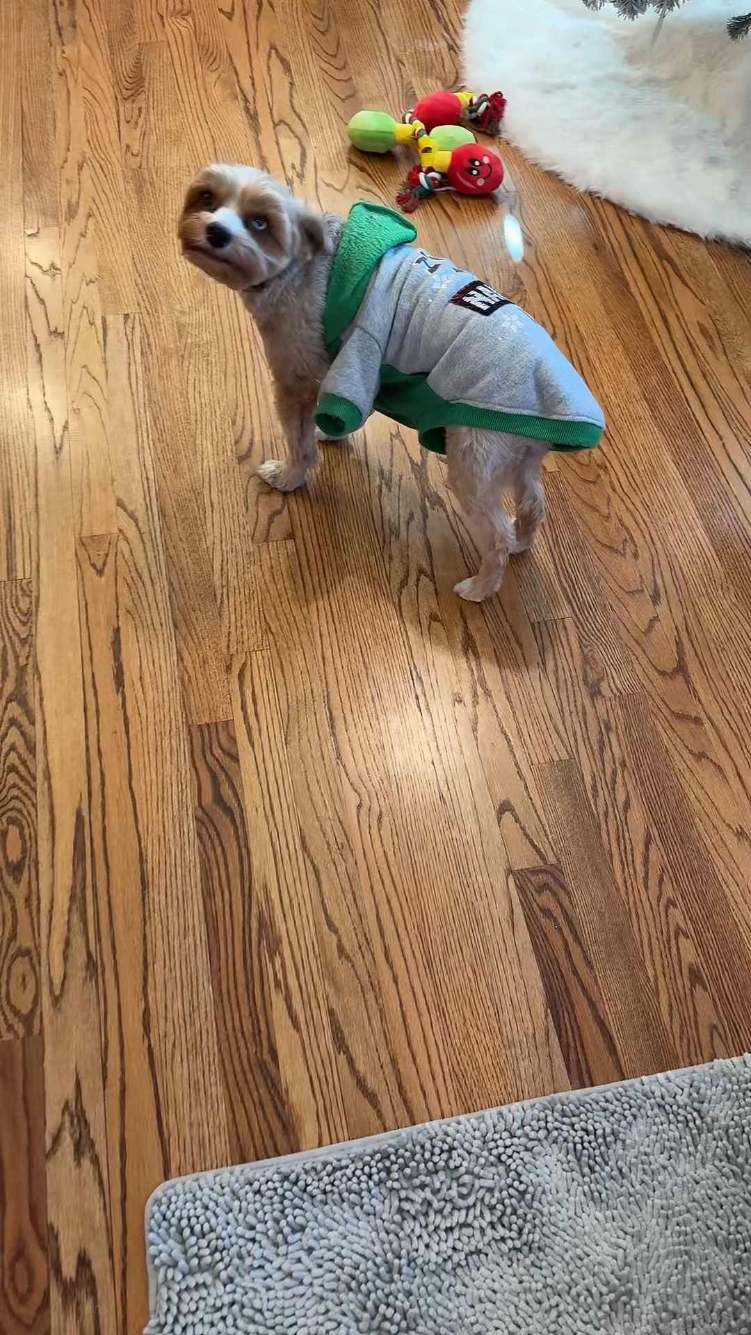 Dogs! Some days they’re naughty, some days they’re nice! 🎄🤣

#LTKSeasonal #LTKWatchNow #LTKHoliday