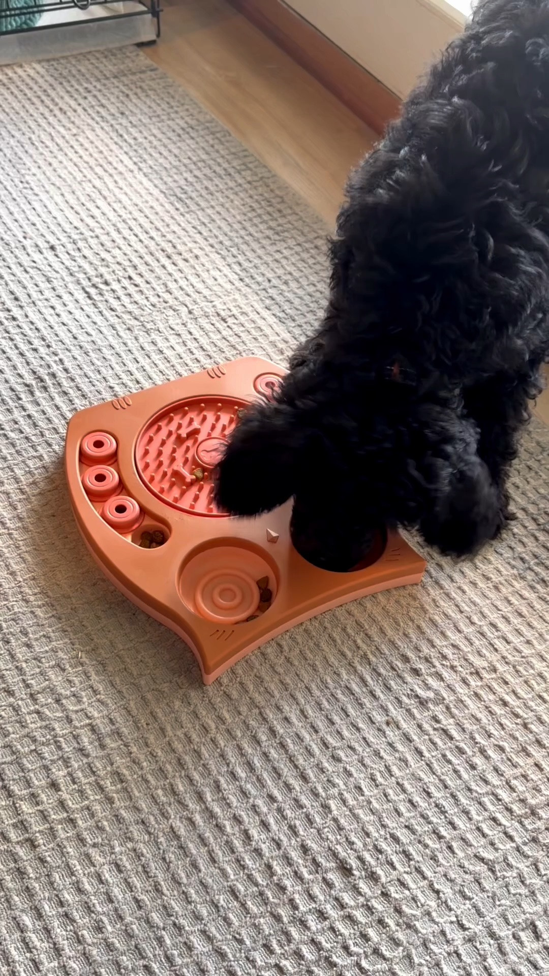 Puppy puzzle feeders are a great way to entertain and mentally exhaust your dog. 

#LTK #puppy #dogs #doodle

#LTKHome