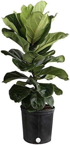 Costa Farms Live Ficus Lyrata, Fiddle-Leaf Fig, Indoor Tree, 3-Feet Tall, Ships in Grower Pot, Fr... | Amazon (US)