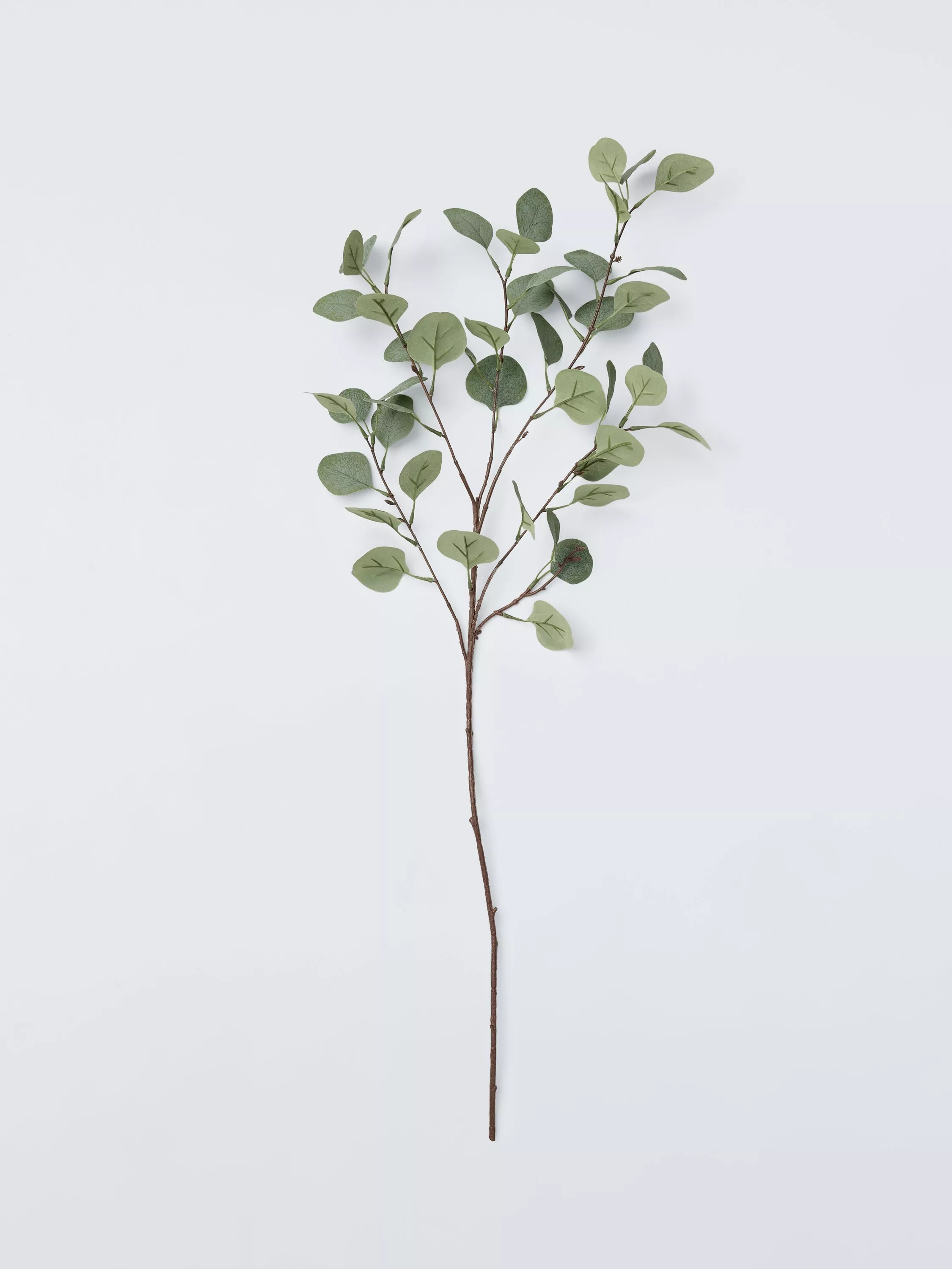 Eucalyptus Stem, Green | John Lewis (UK)