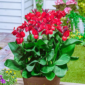 Buy Happy Carmen Canna | Breck's | Brecks