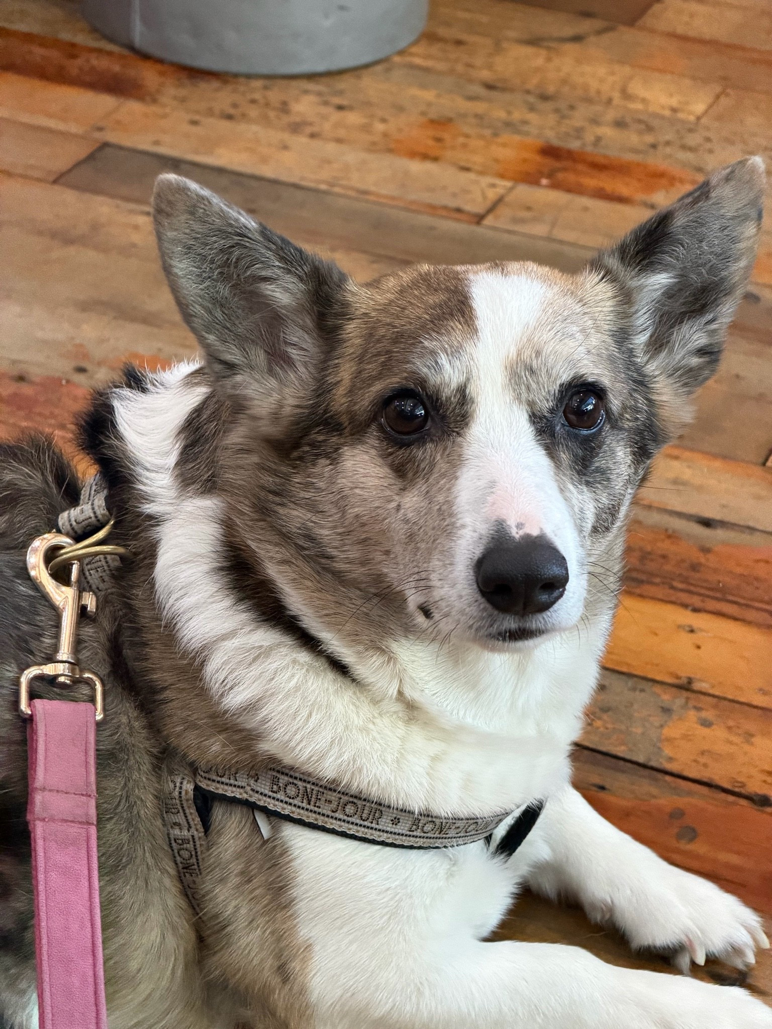 winnie’s bistro tile harness