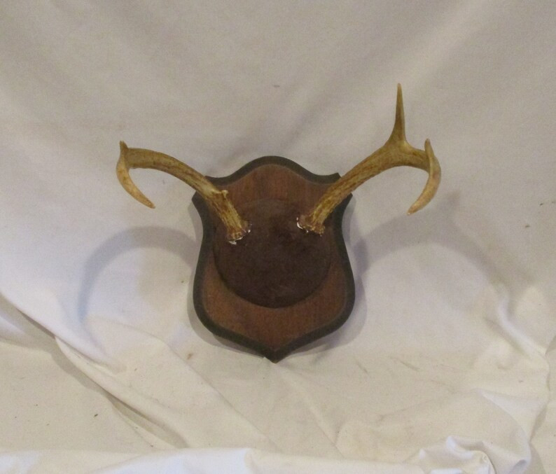 Deer Antlers and Mounted Deer Skull, 6 Point, Great Vintage Decor or Re-purpose as Jewelry Displa... | Etsy (US)