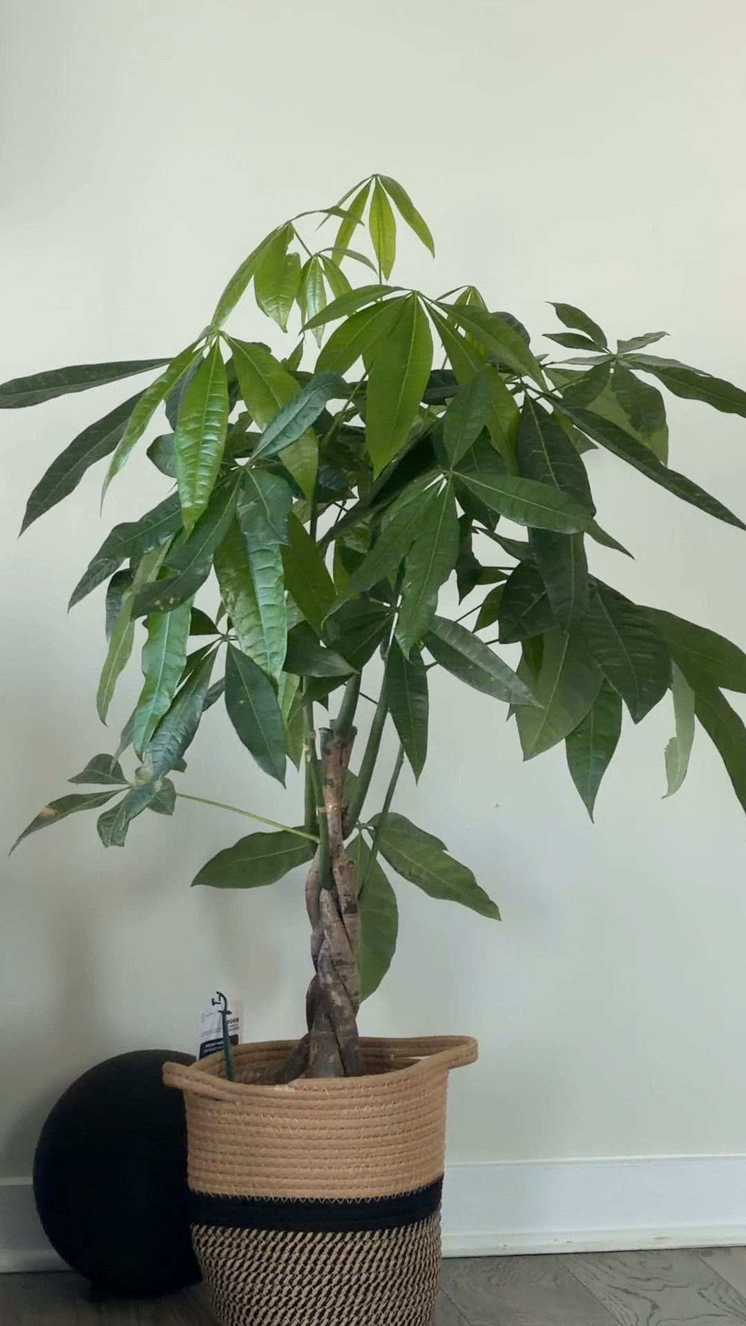 Live potted Money tree plant.

#LTKSaleAlert #LTKHome