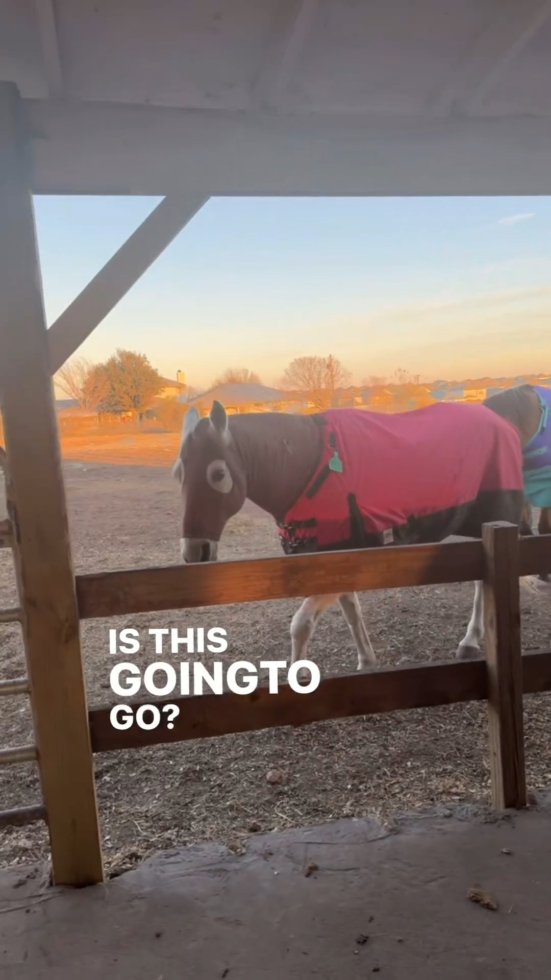 Let’s see how this goes w these horses… 🤭

#LTKActive #LTKFamily #LTKWatchNow