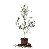 Perfect Plants Arbequina Olive Live Plant, 4-5ft, Includes Care Guide | Amazon (US)