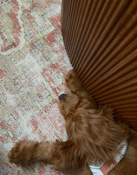 My new pup matches my rug and desk 😆 

#LTKhome