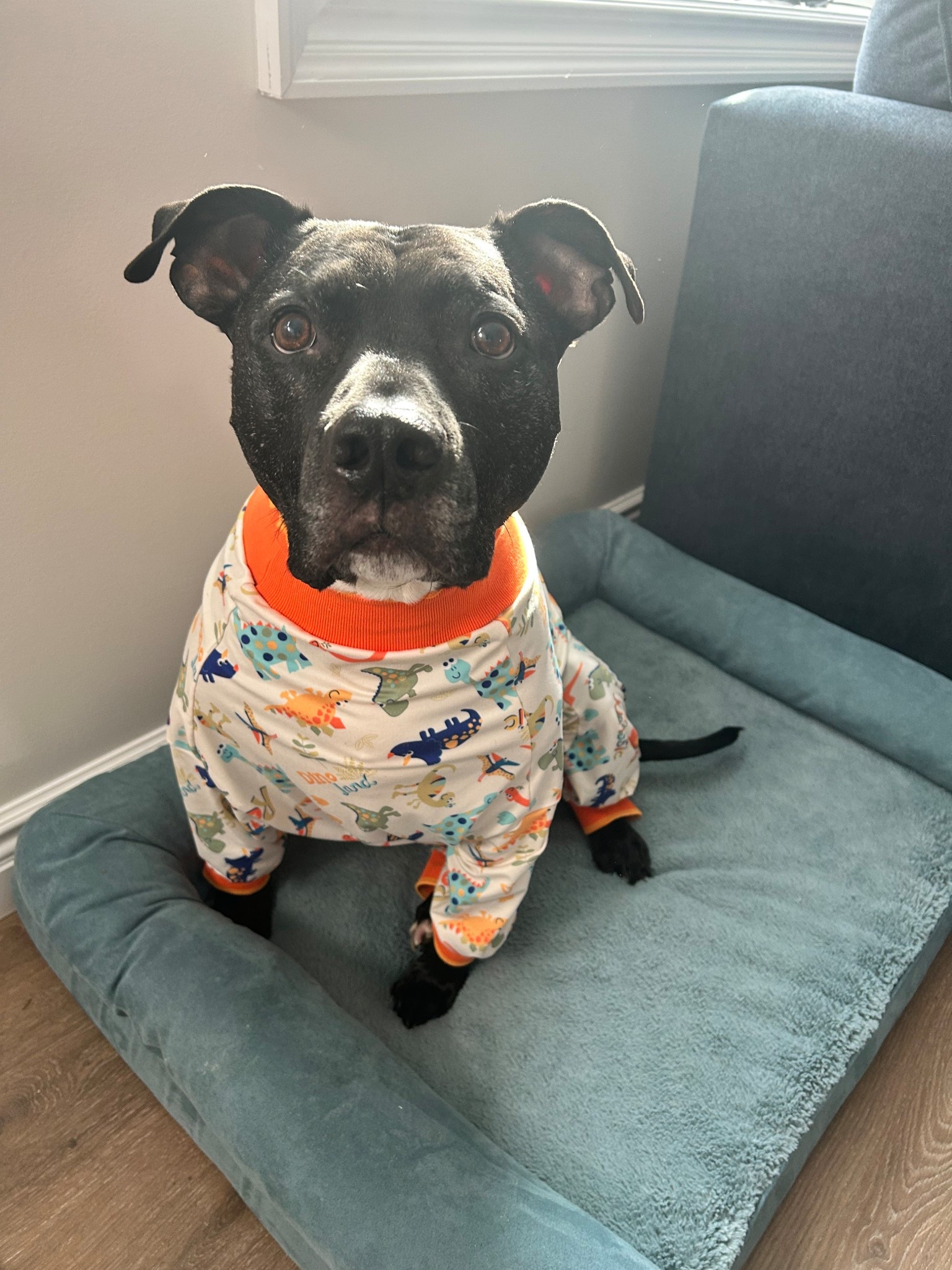 
Cozy day vibes 🐶🦕✨
Zuma is living his best life in his favorite dog bed (linked!) and rocking his dinosaur jammies. If your pup loves comfort, this bed is a total winner.

#LTKhome #LTKpets #ltkdog #petproducts #cozypets #dogbed #dogmomlife #snuggleseason


#LTKHome #LTKPets #LTKGiftGuide