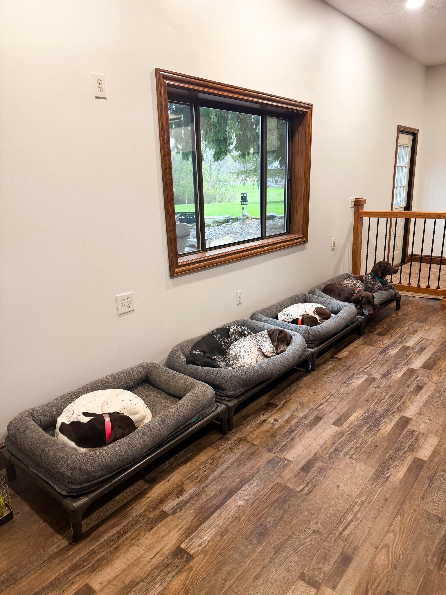 Dog beds

#LTKPets #LTKHome