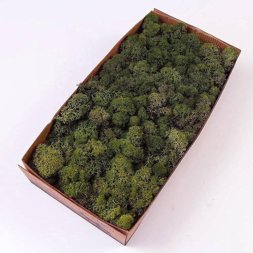 Prefleur Preserved Reindeer Craft Moss Natural DIY Kit Gardenning Art Wall Olive Green Florist Ea... | Amazon (CA)