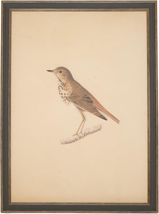 Petal Lane Bird Wall Art - Framed Antique Decor - Make Your Own Gallery Wall Frame Set - Dark Aca... | Amazon (US)