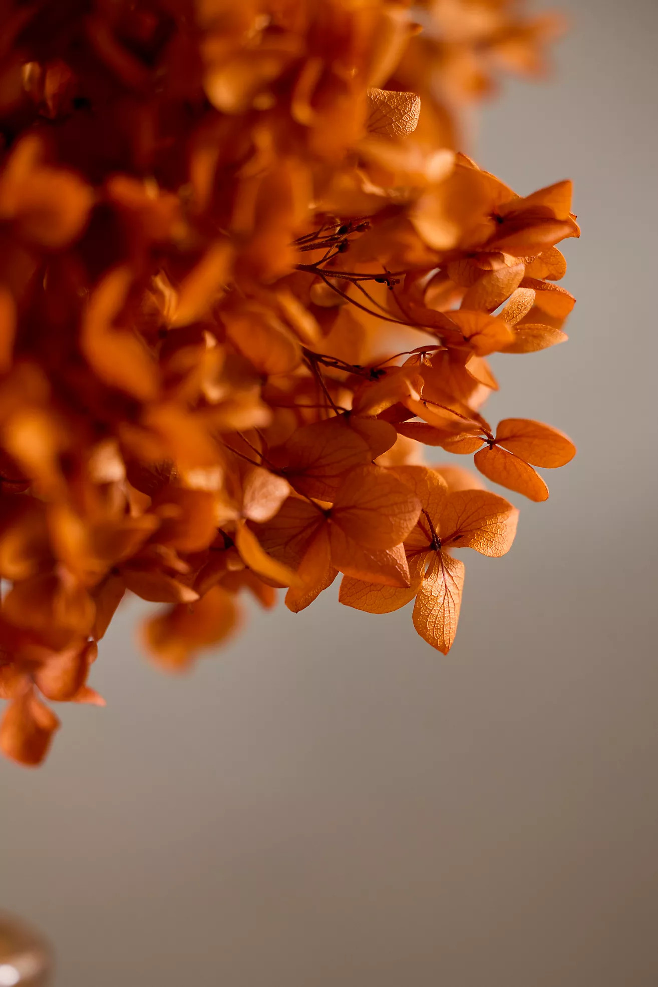 Autumn Hues Dried Hydrangea Bunch | Anthropologie (US)