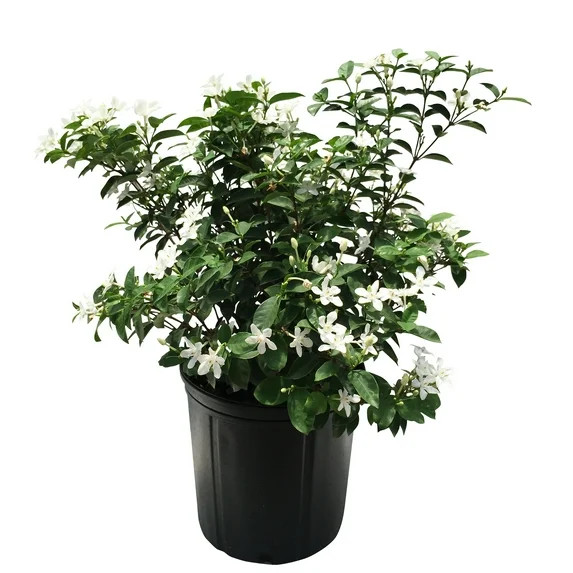 Nature's Way Farms Under The Florida Sun 2G Jasmine Asian Snow Live Plant | Walmart (US)