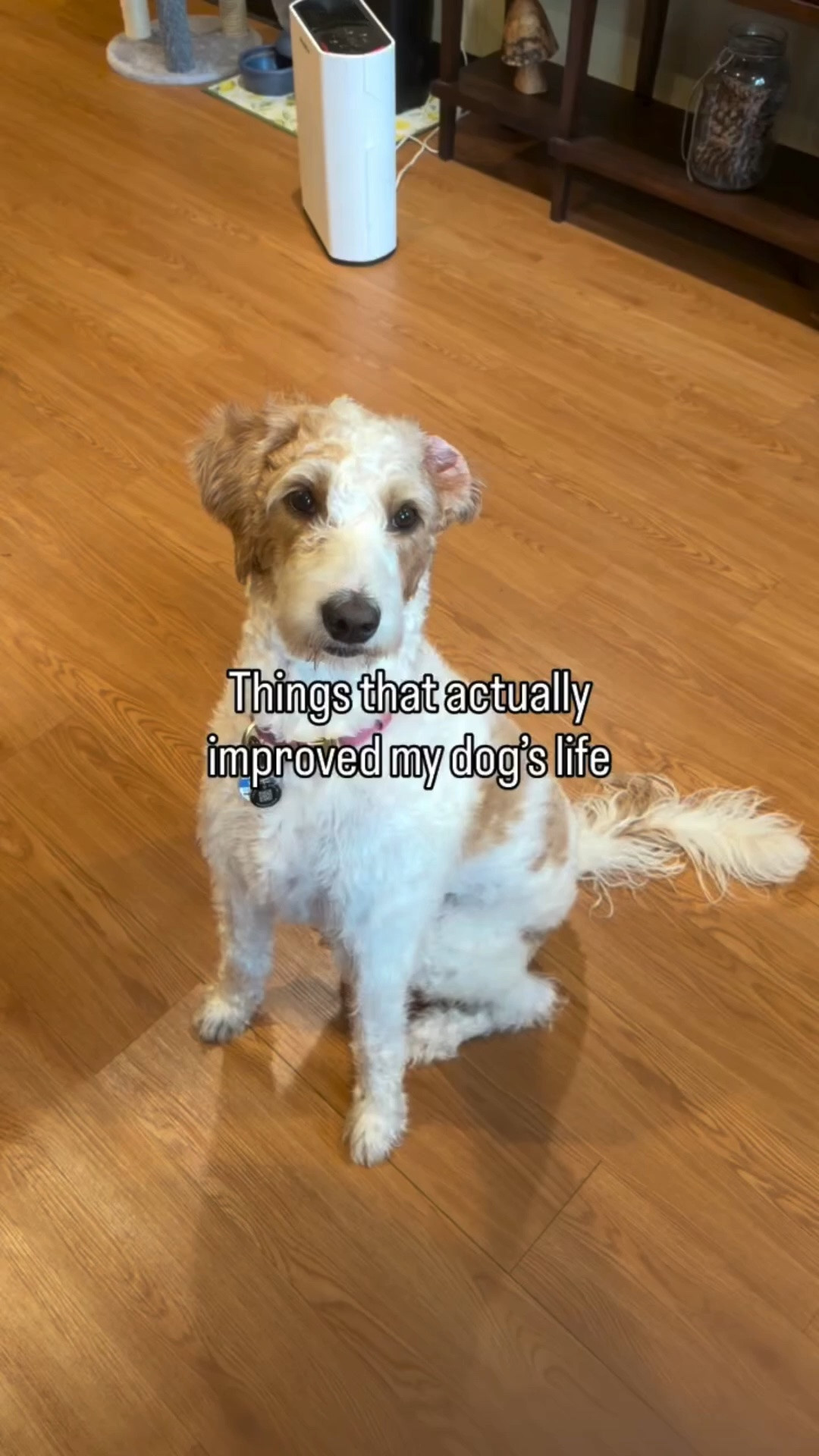 we’ve tried a lot… this one stuck 🐾 #ad #dogmom #dogenrichment #petugc #doodlechaos