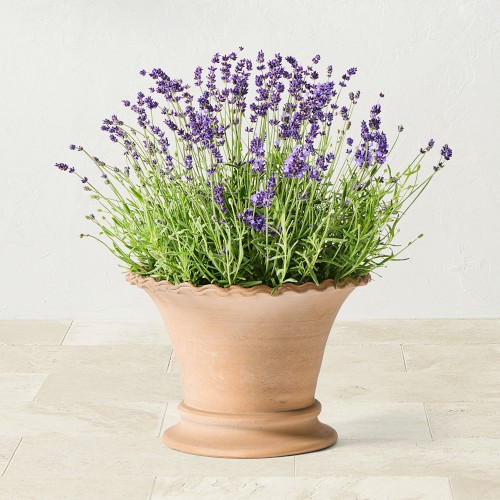 Williams Sonoma Terracotta Scallop Planter, Medium | Williams-Sonoma