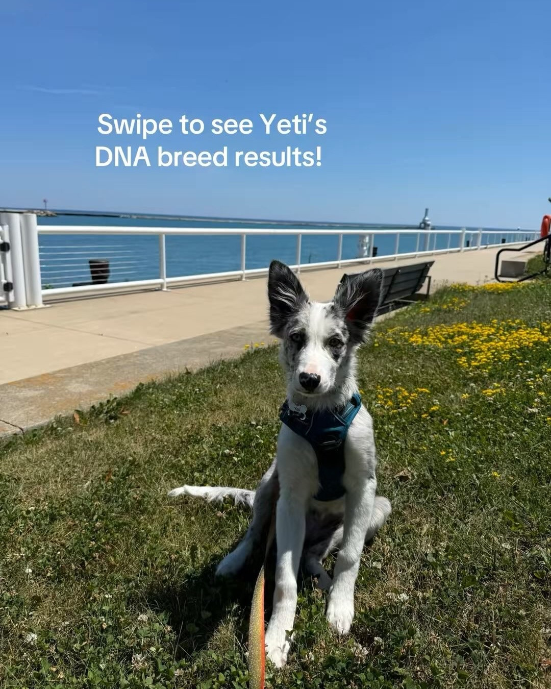 Embark breed reveal!! @embarkvet 
#mixedbreed #aussiemix #embarkbreedreveal #rescuepup