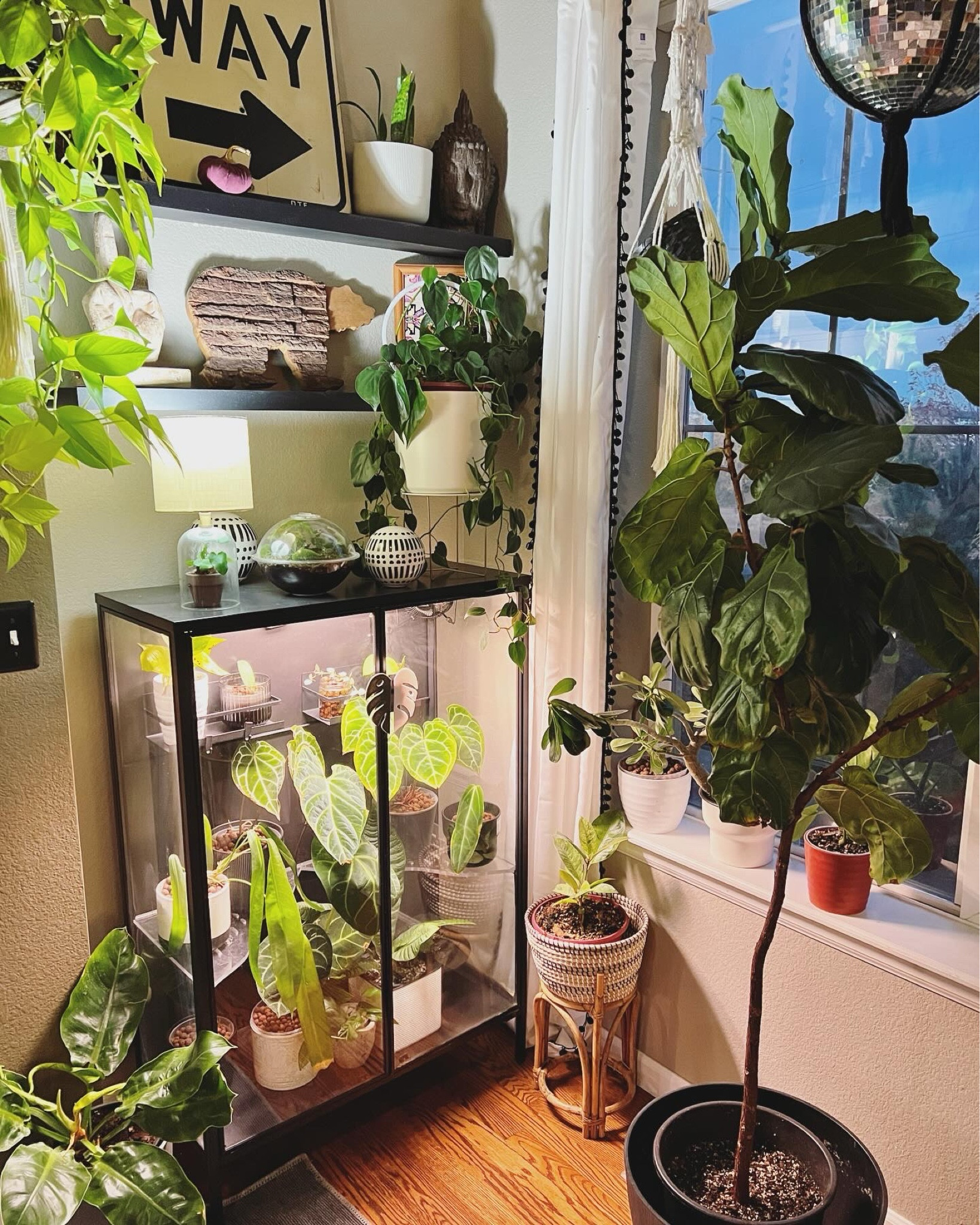 Admiring this aesthetic plant corner in which my greenhouse cabinet is the star of the show 

#LTKSeasonal #LTKhome #LTKfindsunder50