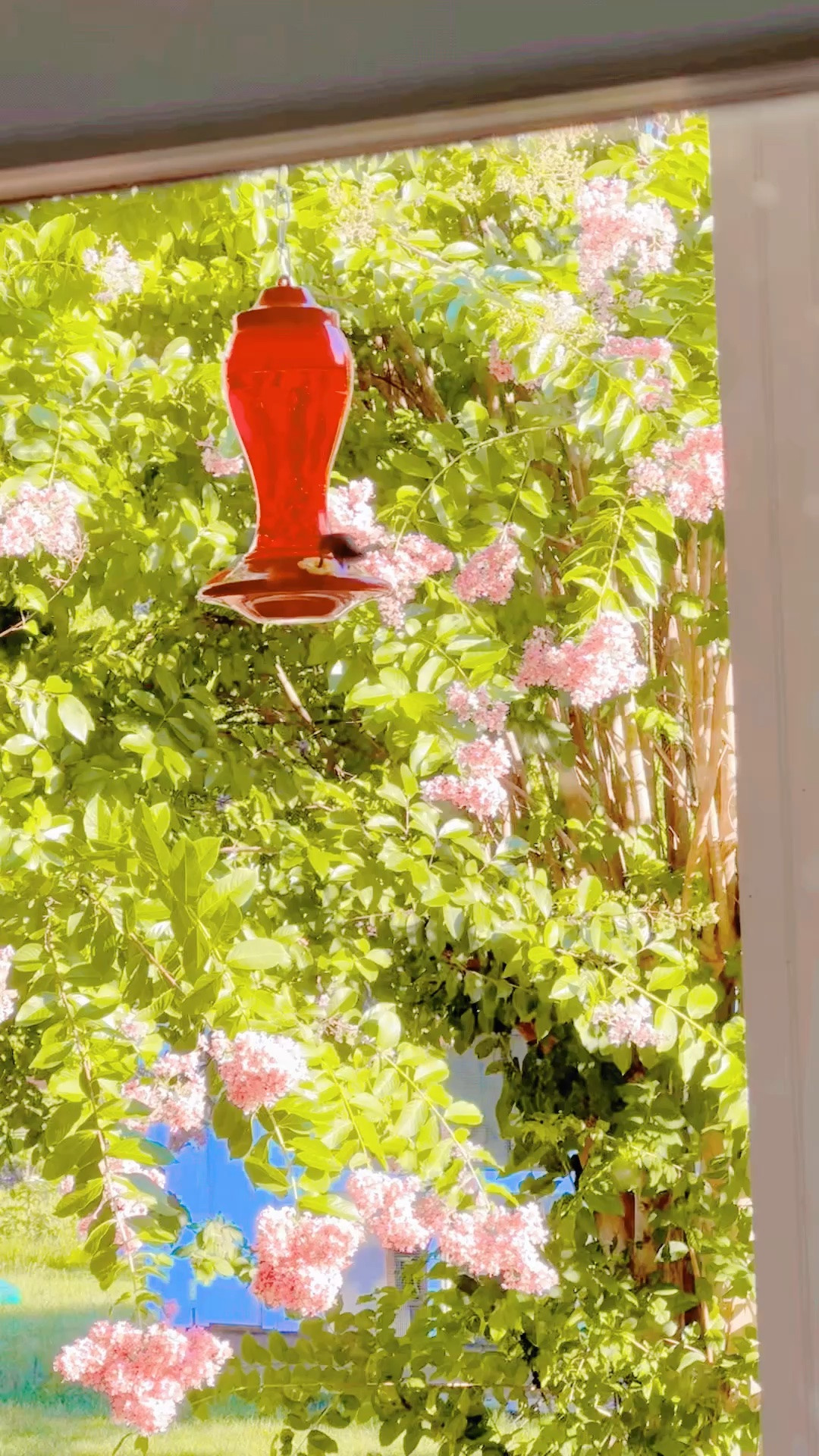 Had the cutest lil’ hummingbird 🐦 visit on our back porch 🌸 this morning ✨