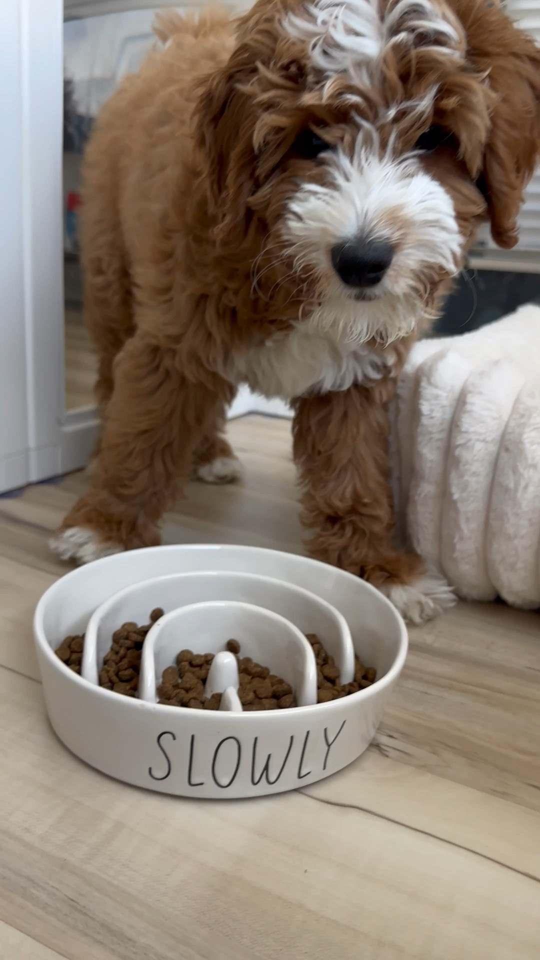 Ceramic slow feeder is perfect because Daps loves to eat fast 😂

#PetEssentials #PetMustHaves #PetSlowFeeder #FurMomLife #xoJalonda

#LTKHome #LTKBaby #LTKmomlife