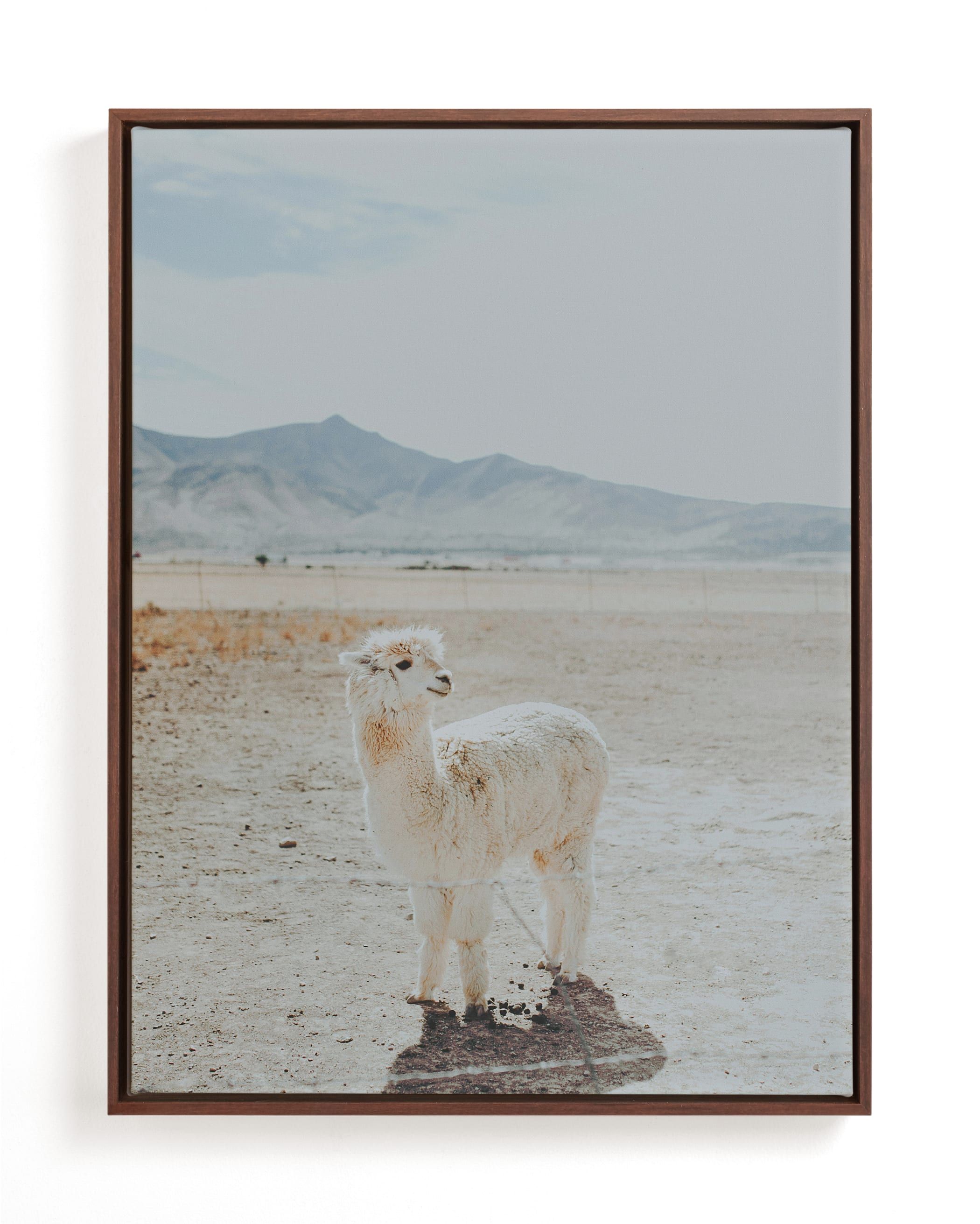 "Llama Chill" - Photography Limited Edition Art Print by Tai. | Minted
