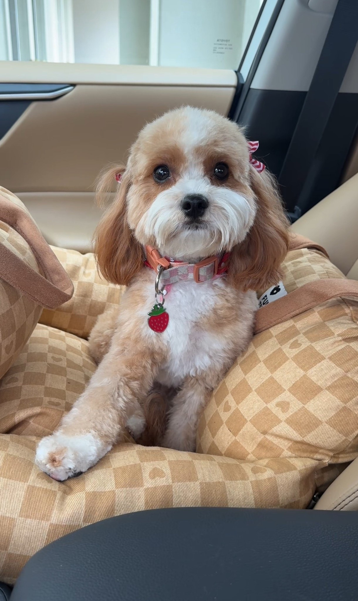 My dog’s car seat is the perfect way to travel around town! 

#LTKPets #LTKFindsUnder100