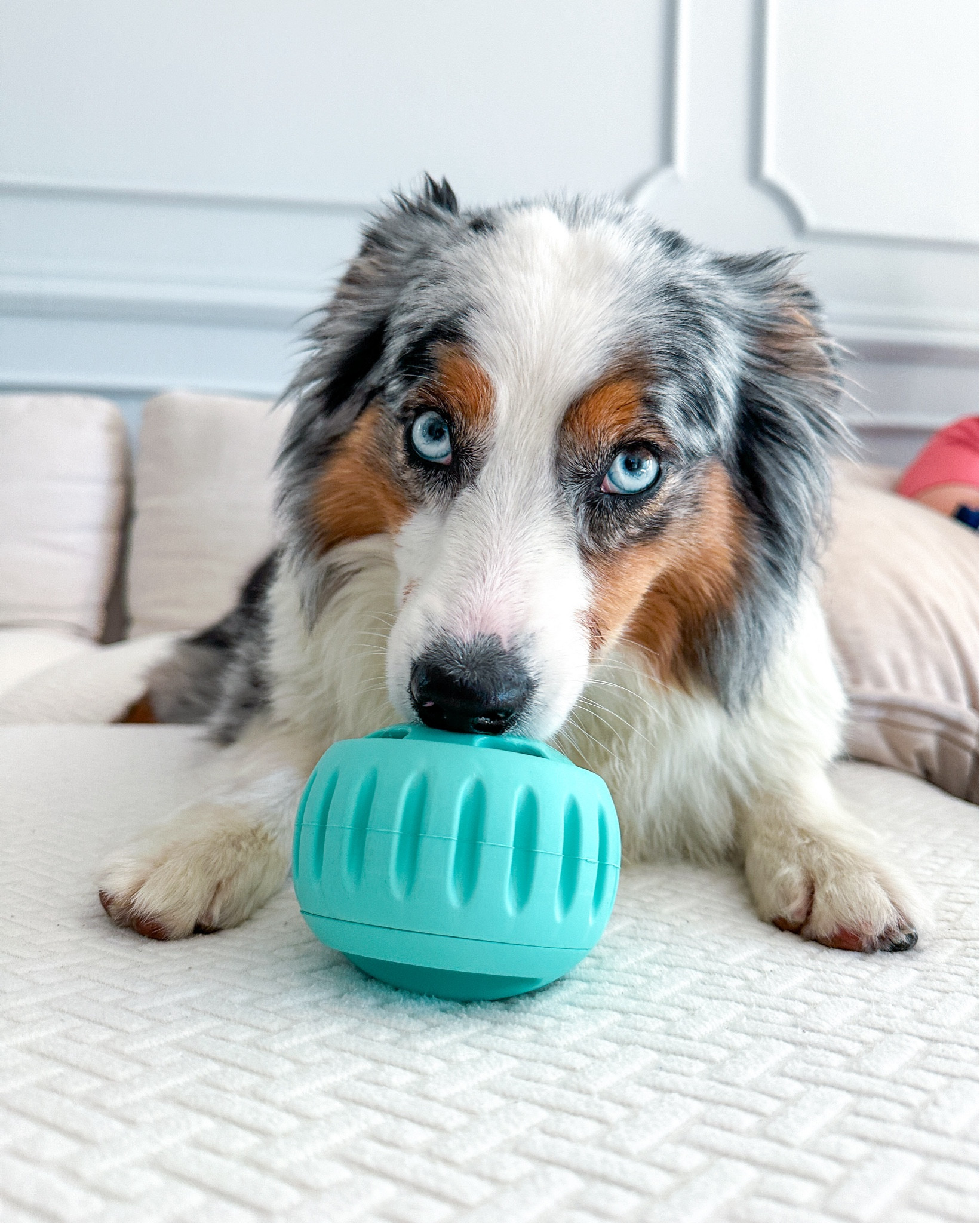 my woof enrichment dog toy peanut butter treat fun dogs CODE LEULEU10 to save 10% 

#LTKHome #LTKSeasonal #LTKVideo