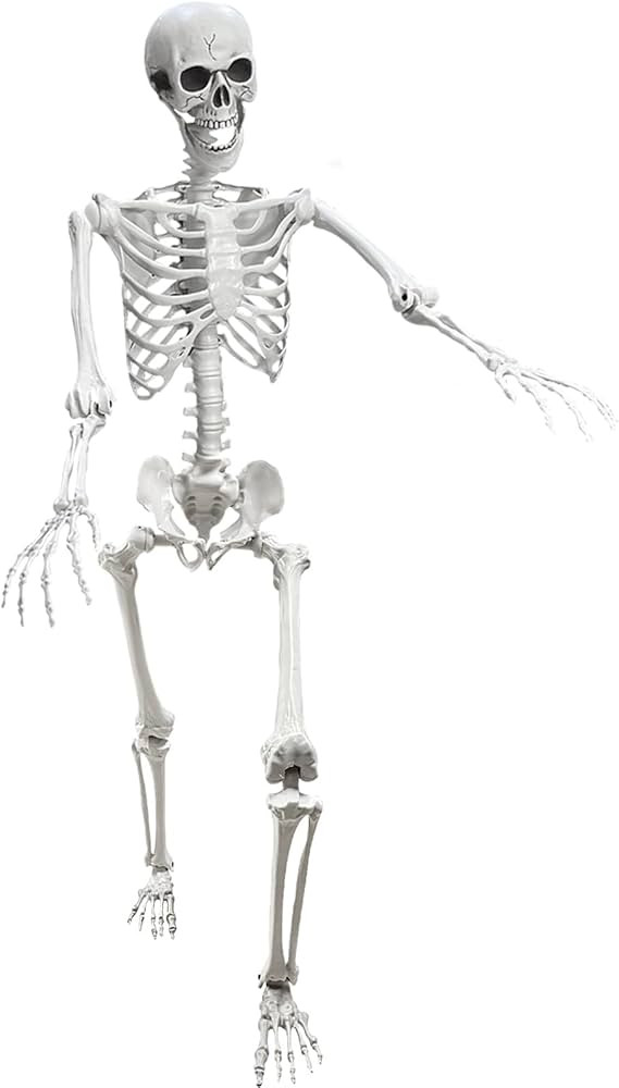 Lodou 5.4Ft Posable Life Size Human Adult Skeletons Plastic Human Bones with Movable Joints for H... | Amazon (US)