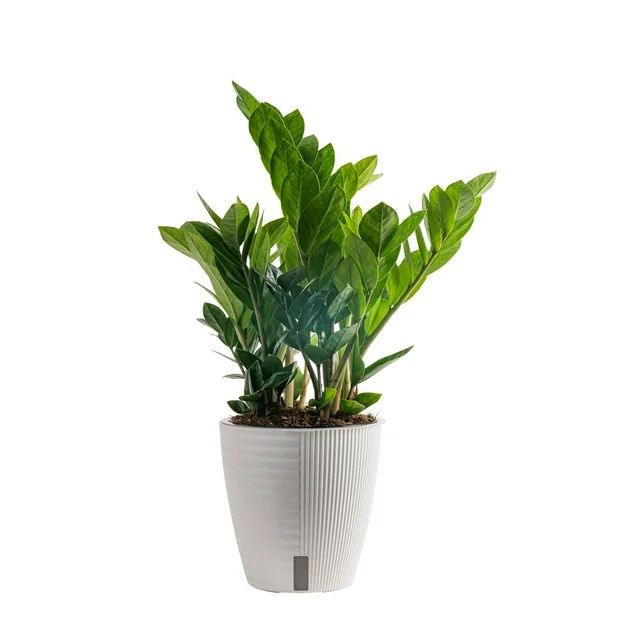 Costa Farms Plants with Benefits Live Indoor Plant ZZ Zamioculcas in Self-Watering 6in Pot - Walm... | Walmart (US)